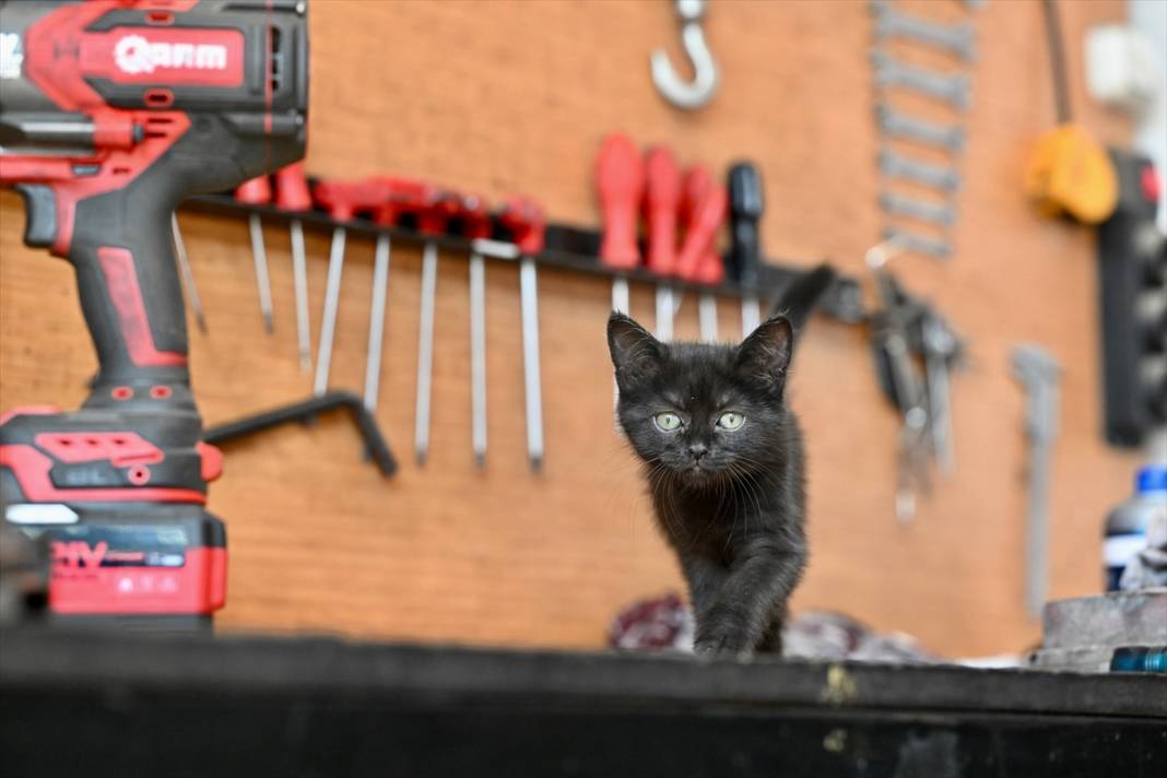 Tamirhanenin yeni Çırak'ı görenlerin yüzünü güldürüyor 10